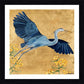 Grey Heron Flying